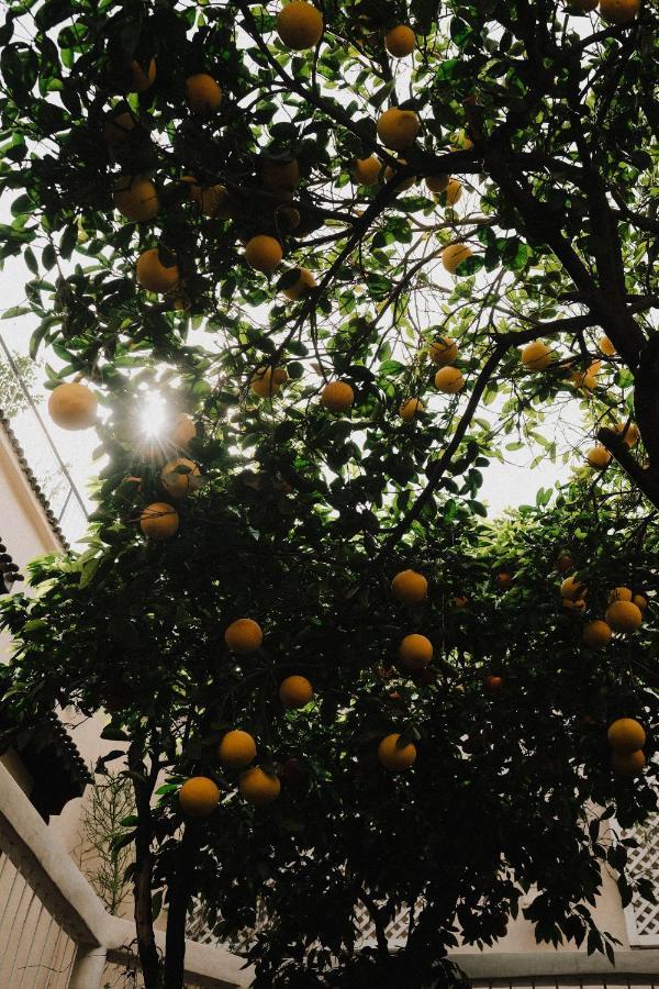 Riad Maison 24 マラケシュ エクステリア 写真
